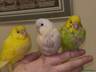 Budgerigars birds Hand reared hand tame baby budgies - Advert 6