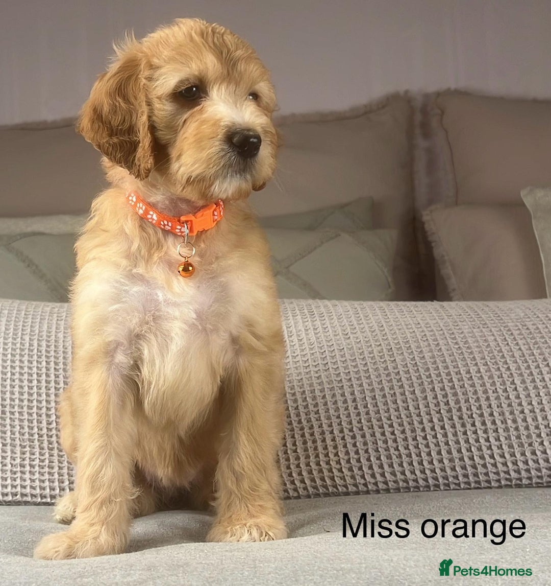 Irish Doodle dogs for sale: The perfect Doodle - Advert 30