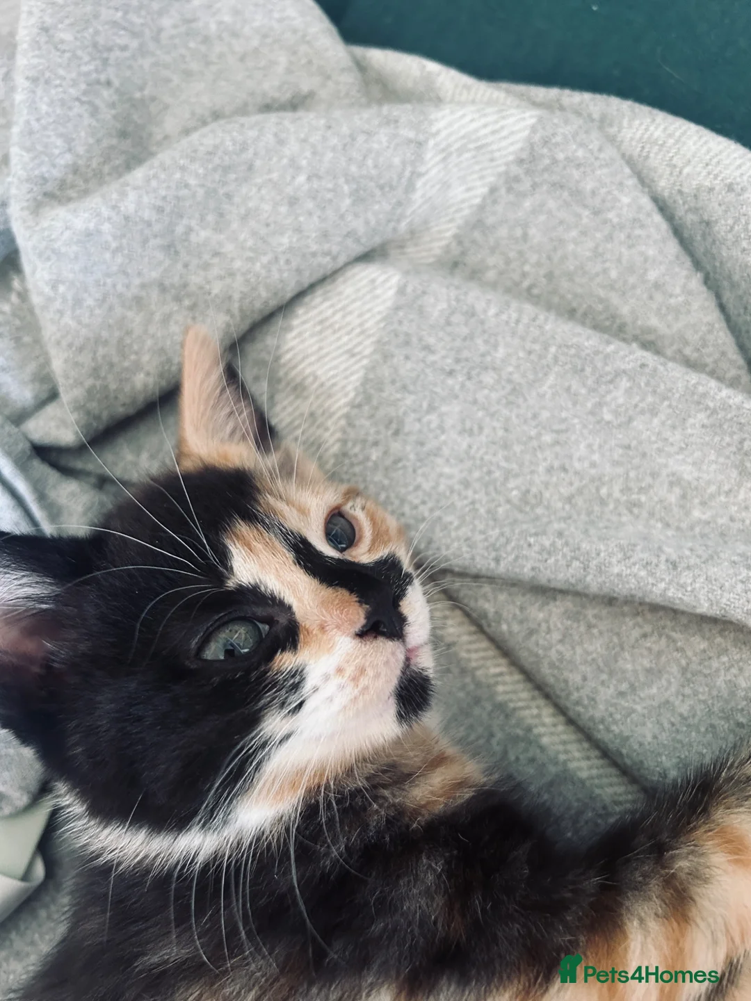 Mixed Breed cats for sale: Six kittens  - Advert 2
