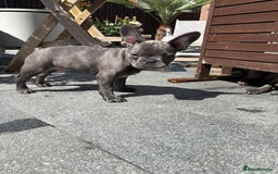 French Bulldog dogs for sale: Only 1 girl left  - Image 9