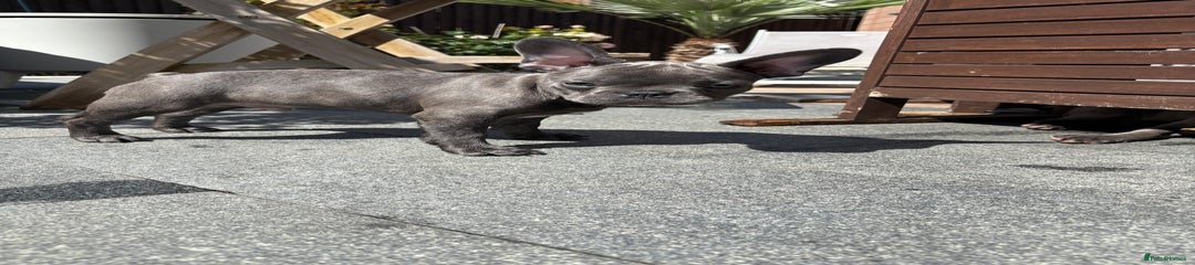 French Bulldog Puppy 2 blue