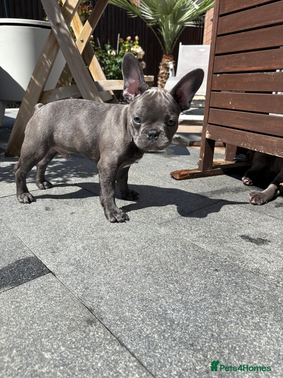 French Bulldog dogs for sale: Only 1 girl left  - Image 9