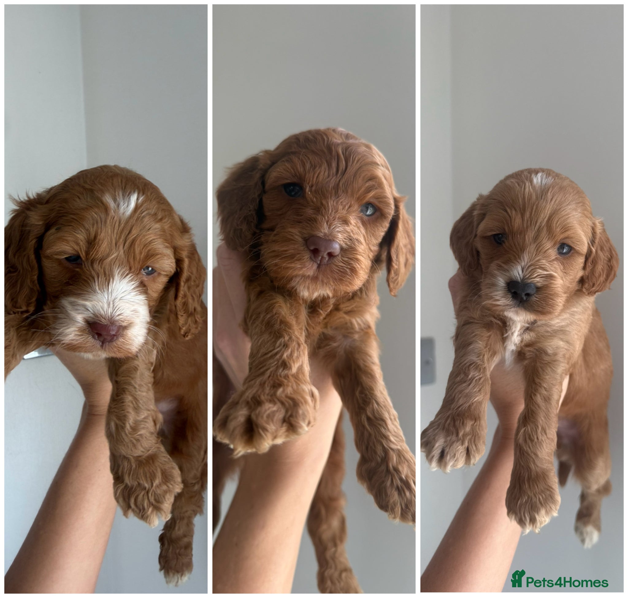 Cockapoo dogs F1 cockapoo puppies🌟🧬🐾 - Advert 1