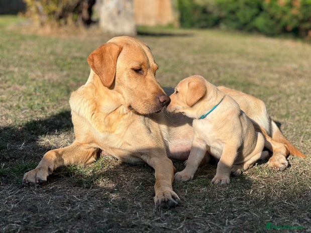 Labrador Retriever dogs - Advert 1