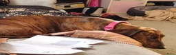 Miniature Dachshund dogs for sale: Red brindle miniature dachshund rare  - Advert 3
