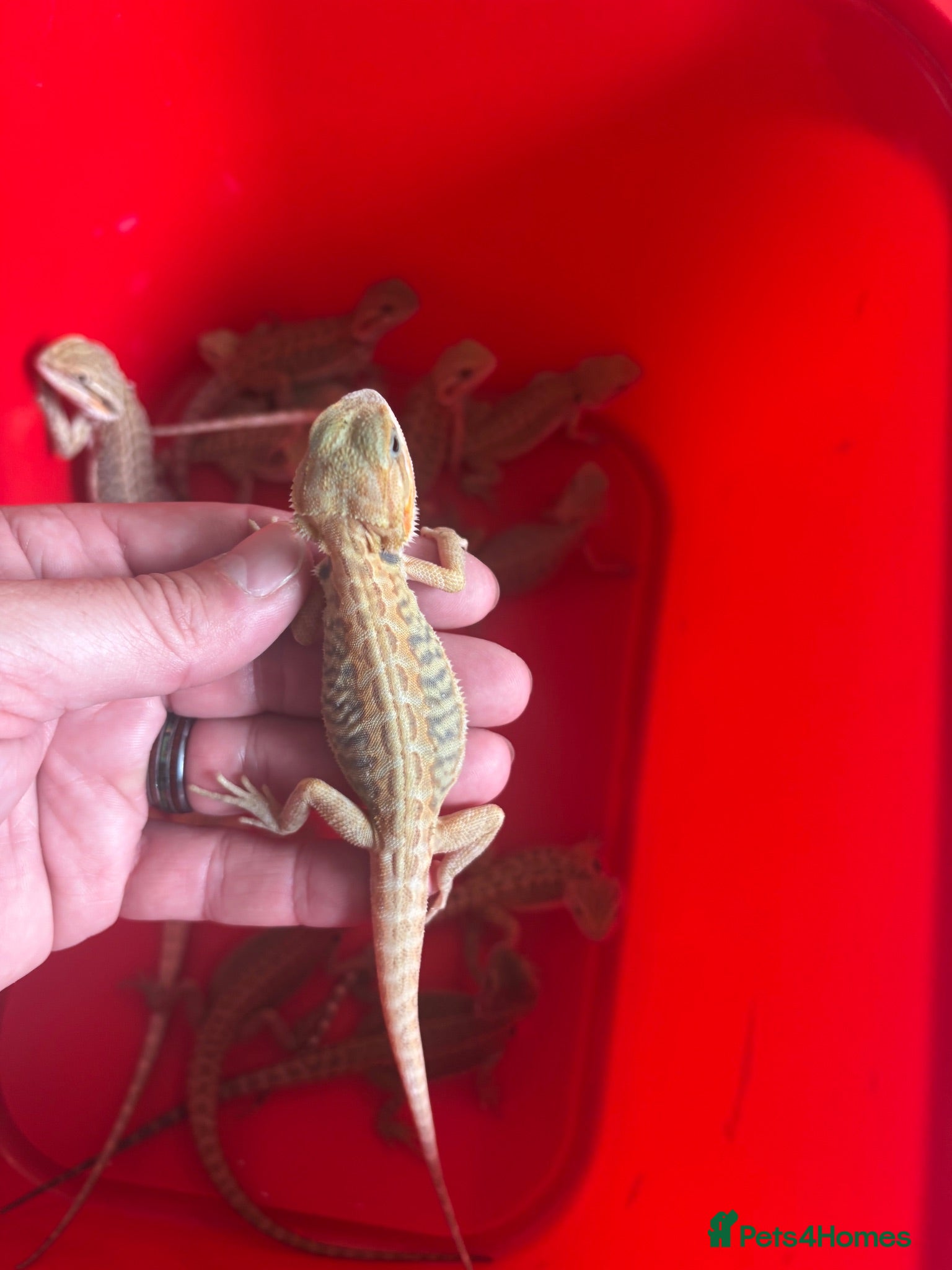 Bearded Dragon reptiles Spectacular baby dragons ready now  - Advert 2