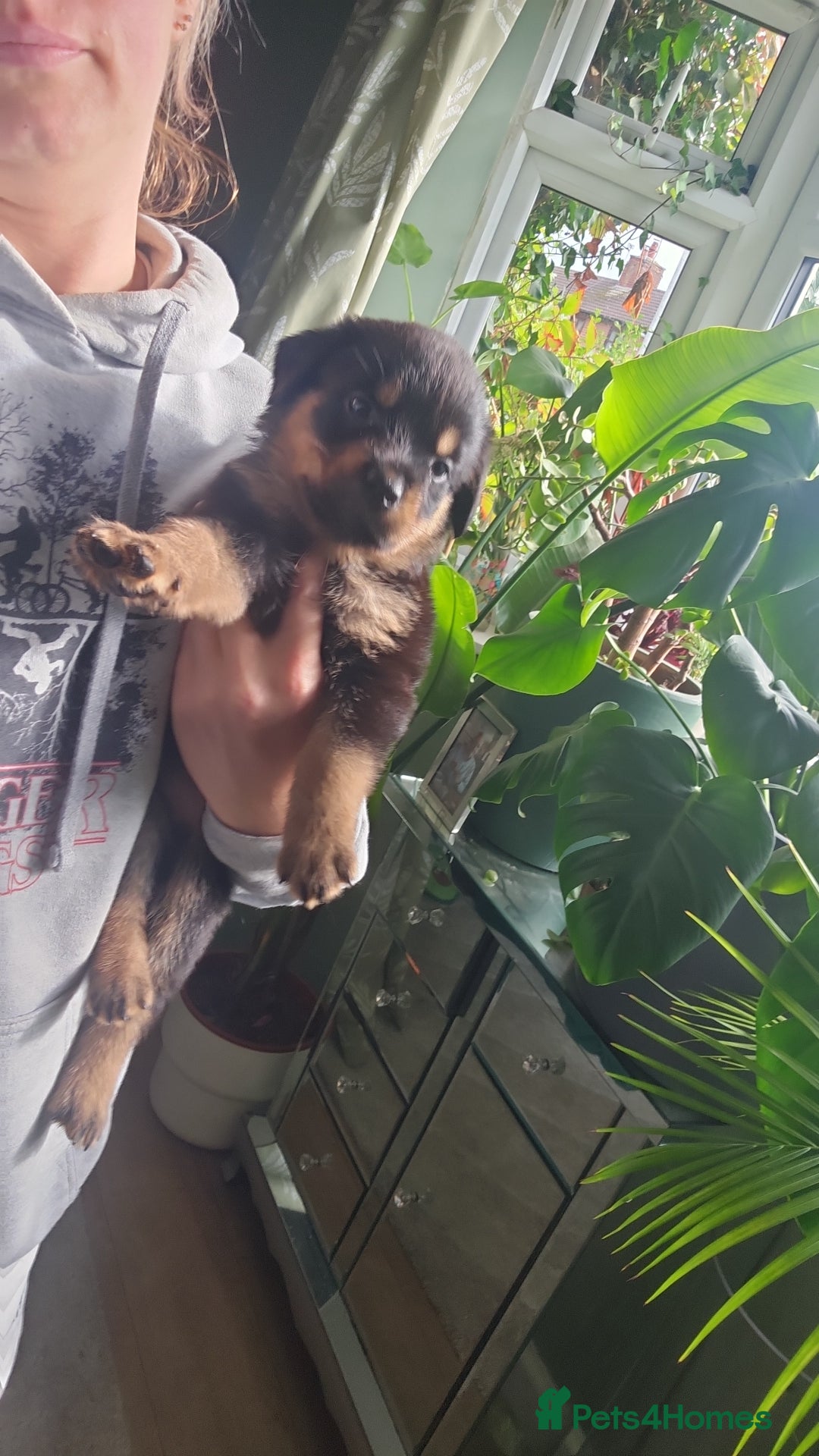 Rottweiler dogs for sale: Rottweiler Champion bloodline  - Image 39