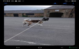 Akita dogs for sale: 🐾 American Akita Puppies for Forever Homes 🐾 - Image 39