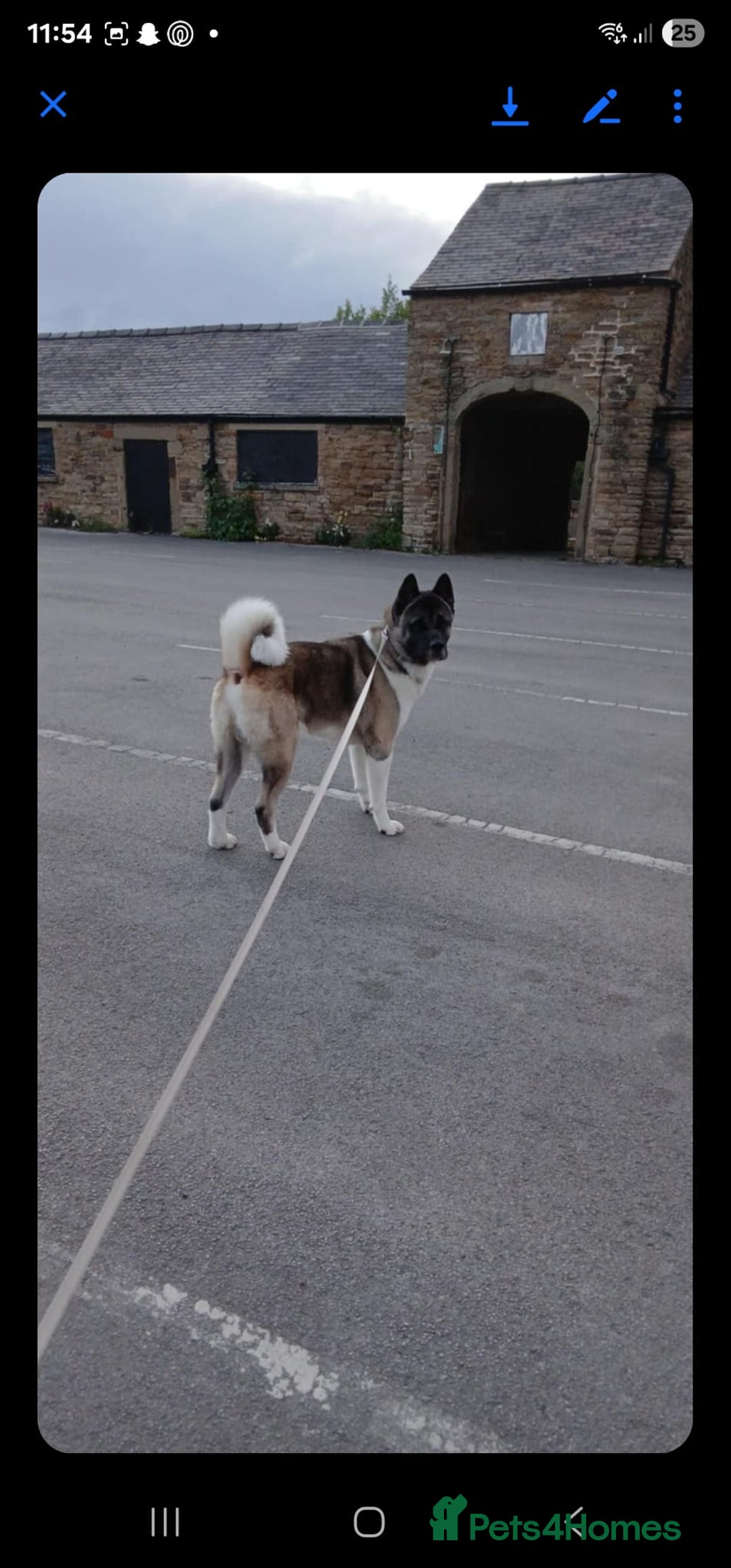 Akita dogs for sale: 🐾 American Akita Puppies for Forever Homes 🐾 - Image 39