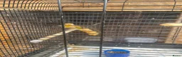 Finches birds for sale: Pair siskin - Advert 4