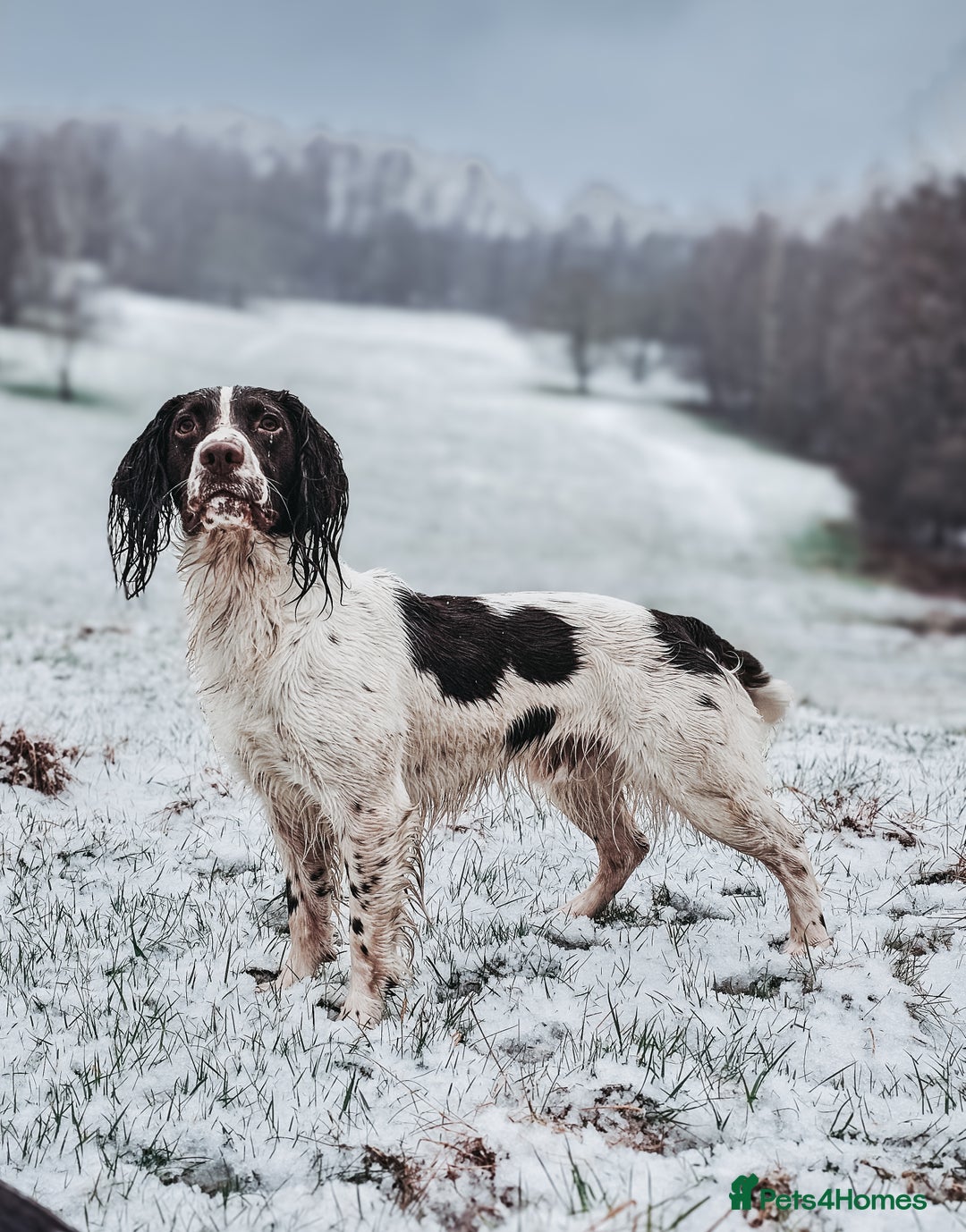 English Springer Spaniel dogs for stud: English Springer Spaniel Stud in Derby - Advert 2