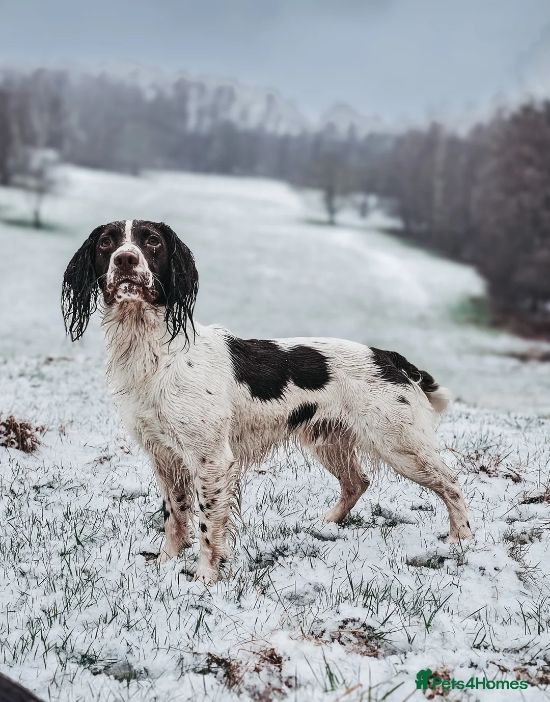 English Springer Spaniel dogs for stud: English Springer Spaniel Stud in Derby - Advert 2