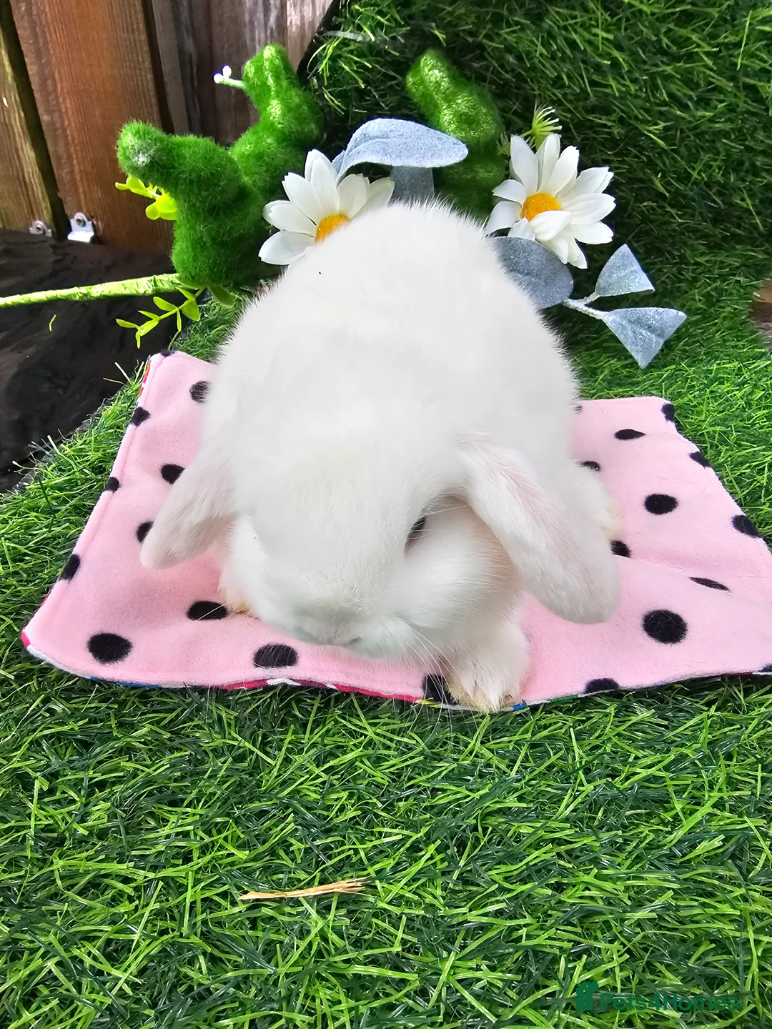 Mini Lop rabbits for sale: Beautiful Purbreed Mini Lops - Advert 6