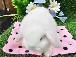 Mini Lop rabbits Beautiful Purbreed Mini Lops - Advert 3