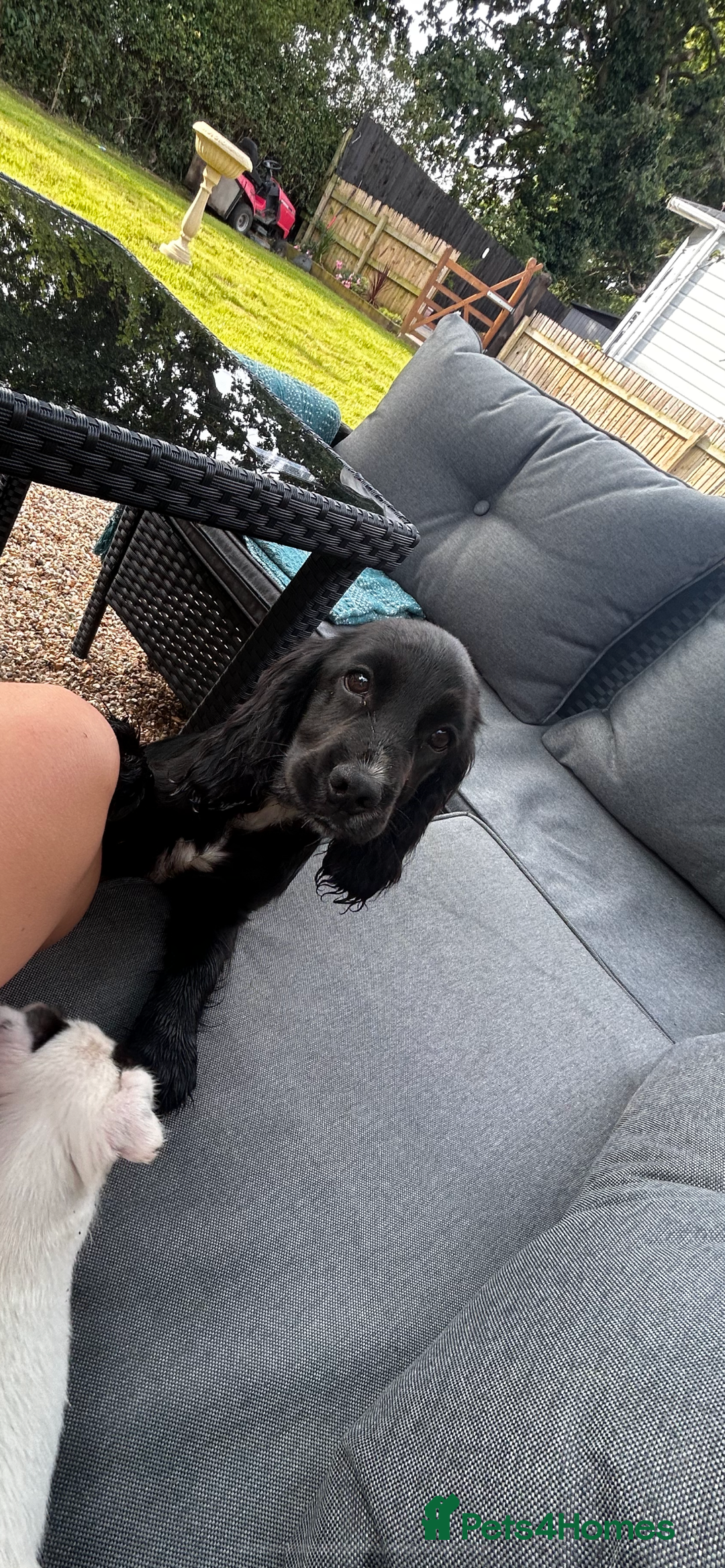 Cockapoo dogs for sale: Adorable cockerpoo puppies - Image 8