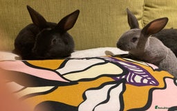 Rex rabbits for sale: Mini REX bunnies x 4  - Image 4