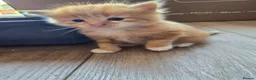 Mixed Breed cats for sale: Ginger fluffy girl for sale - Advert 3