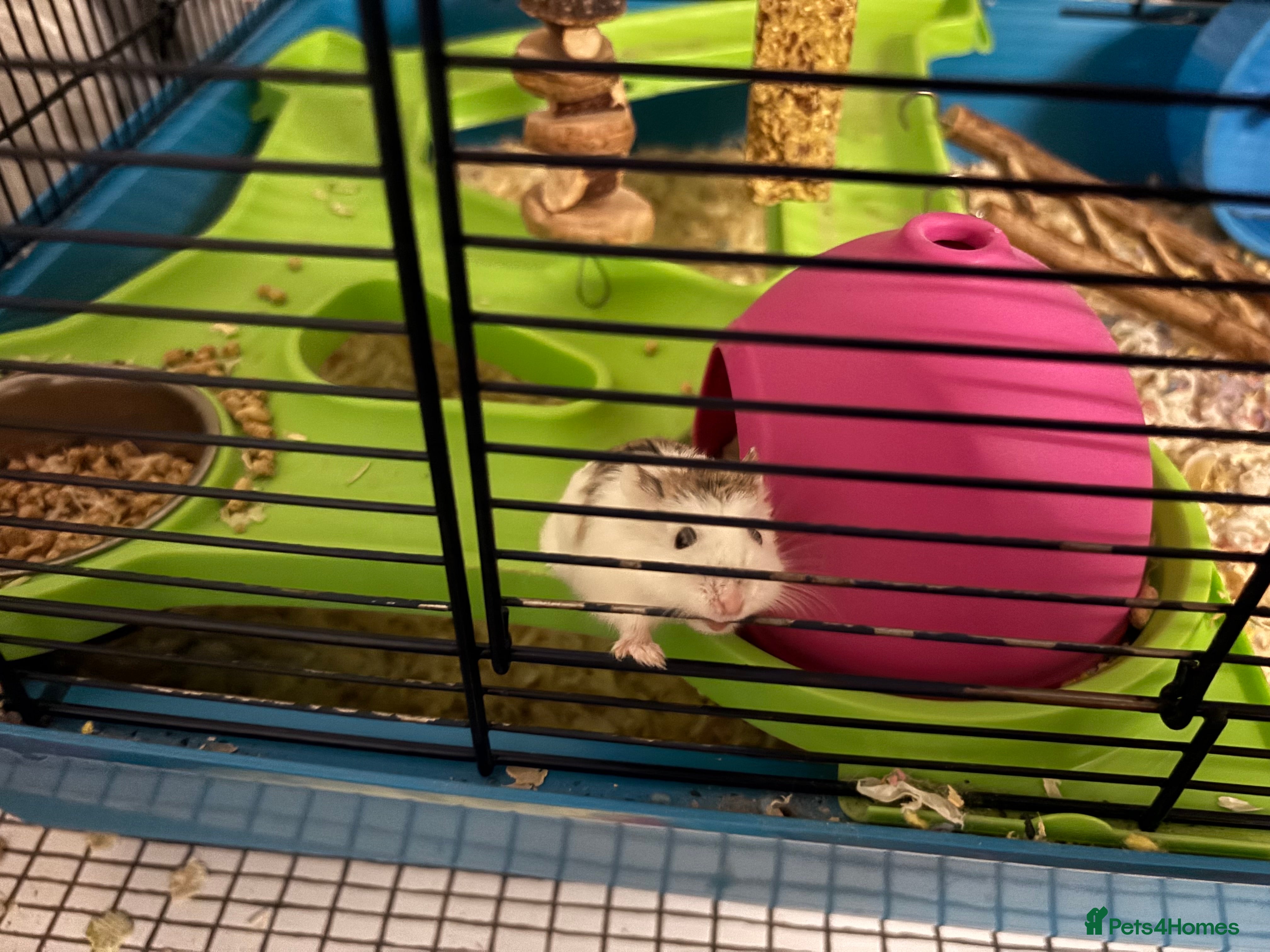 Hamster rodents 2 dwarf hamsters  - Advert 1