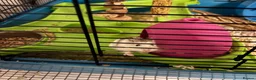 Hamster rodents for sale: 2 dwarf hamsters  - Advert 1