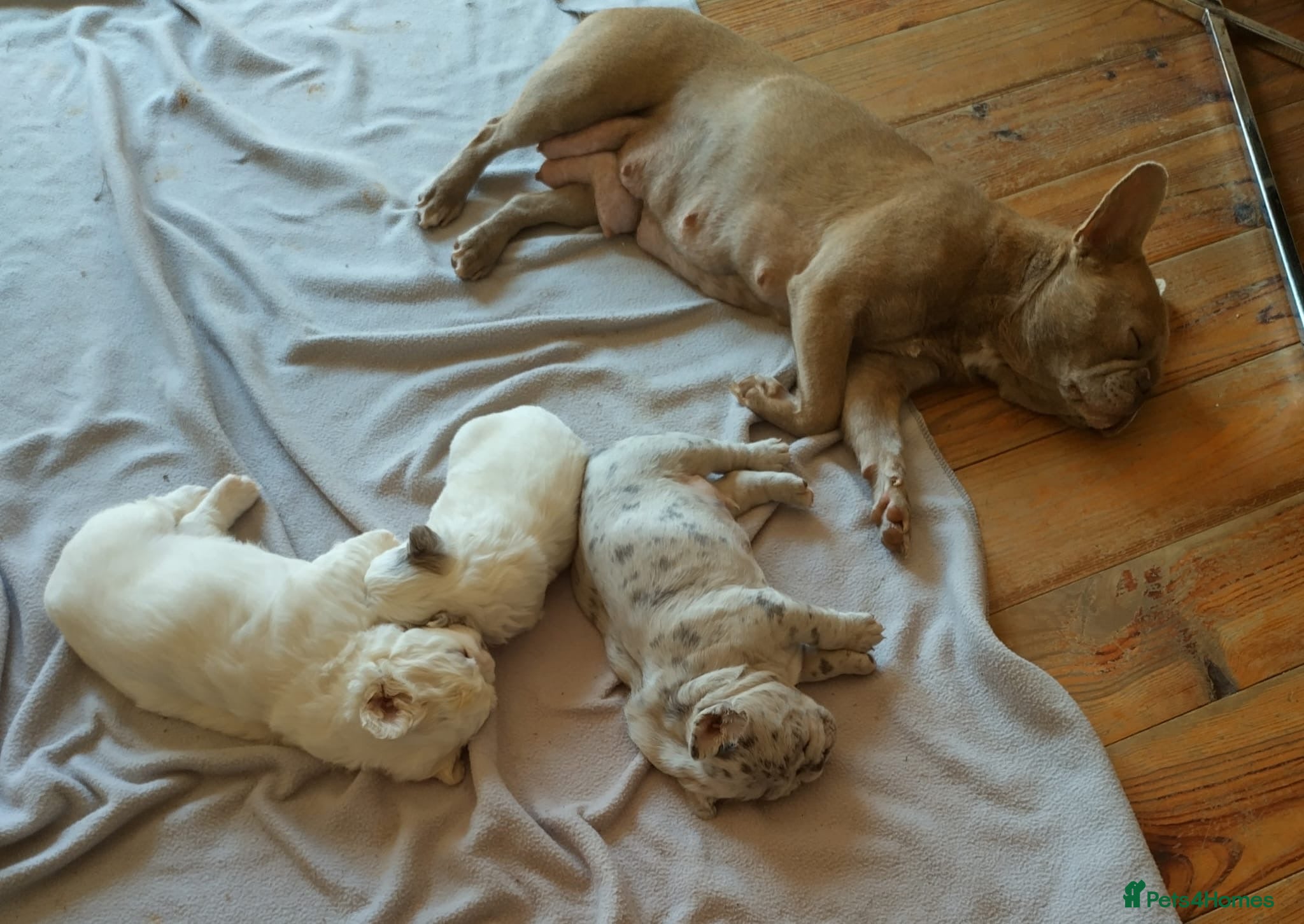 French Bulldog dogs for sale: Unique puppies  - Advert 3