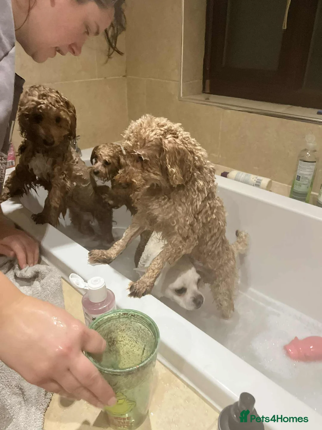 Mixed Breed dogs for sale: Toy poodle mix - Advert 1