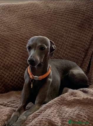 Italian Greyhound dogs Only a Quality KC blue boy available  - Advert 2