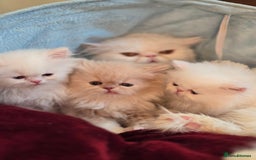 Persian cats for sale: Snow persian kitten  boy - Image 16