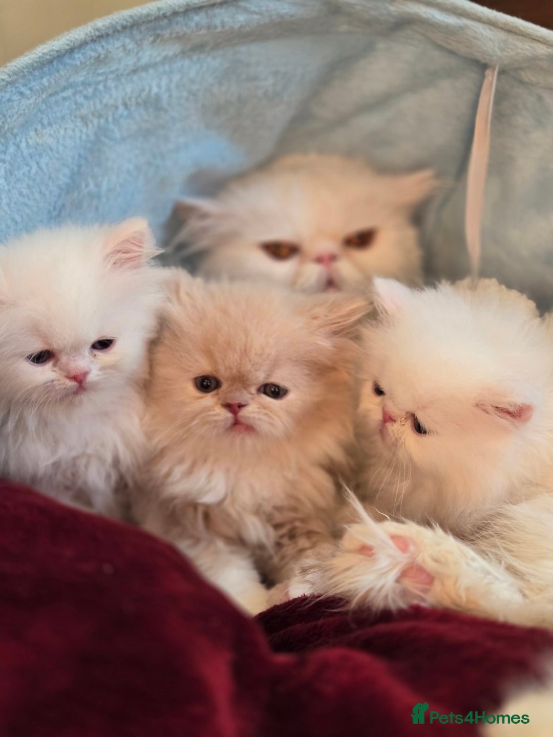 Persian cats for sale: Snow persian kitten  boy - Image 16