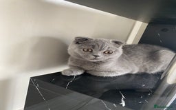 British Shorthair cats for sale: British short hair  in Heckmondwike - Image 24