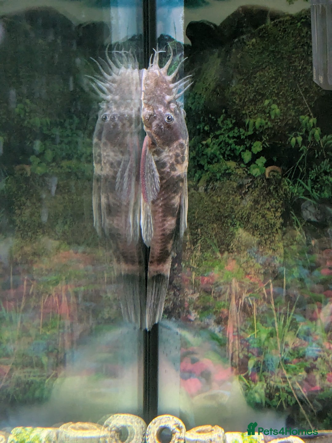 Plecos fish for sale: 18cm common pleco, male and female bristlenose  - Image 4
