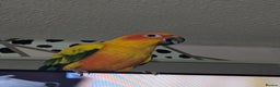 Conures birds for sale: Young sun conure  - Advert 2