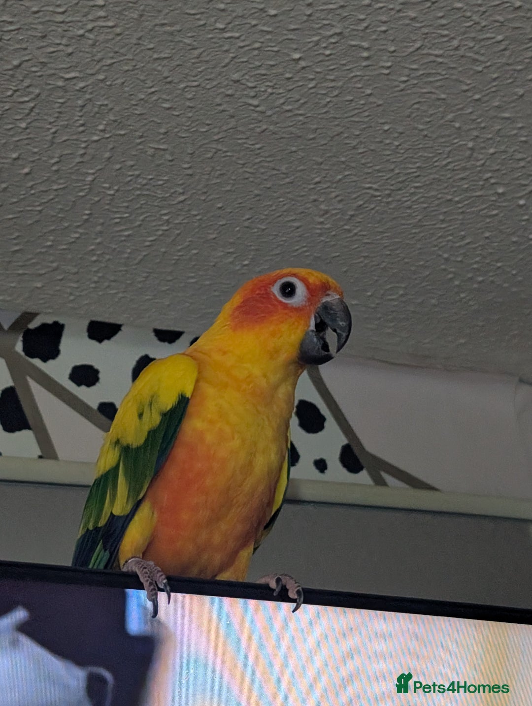 Conures birds for sale: Young sun conure  - Advert 2