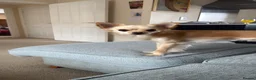 Chihuahua dogs for sale: Rehoming Dog - Advert 3