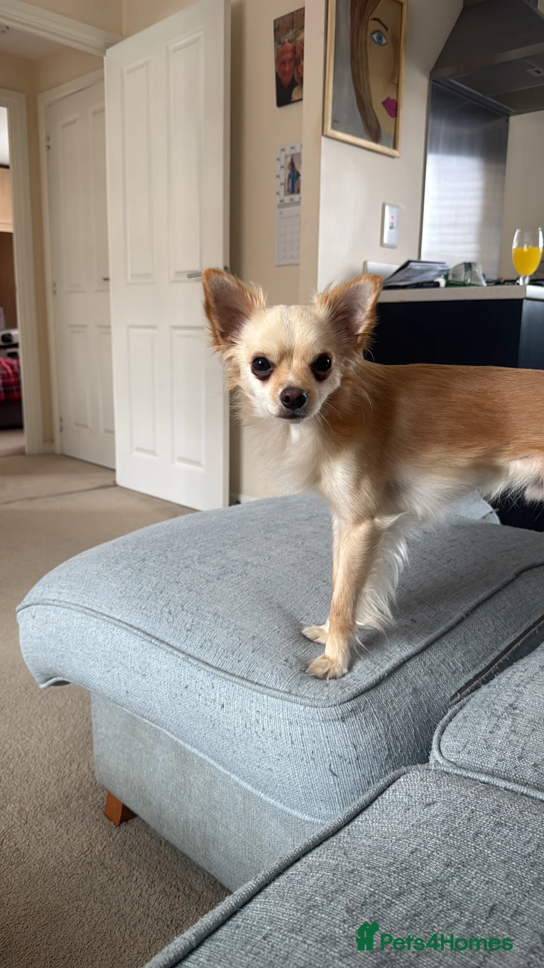 Chihuahua dogs for sale: Rehoming Dog - Advert 3