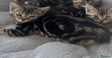 Bengal cats - Advert 14