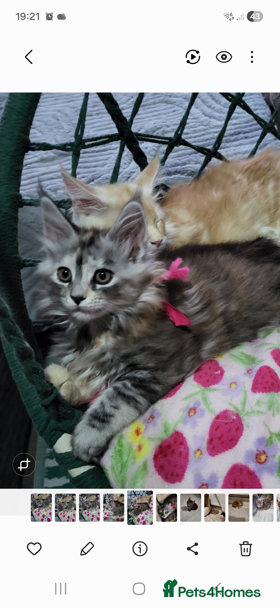 Maine Coon cats Pedigree Maine Coon kittens - Advert 2