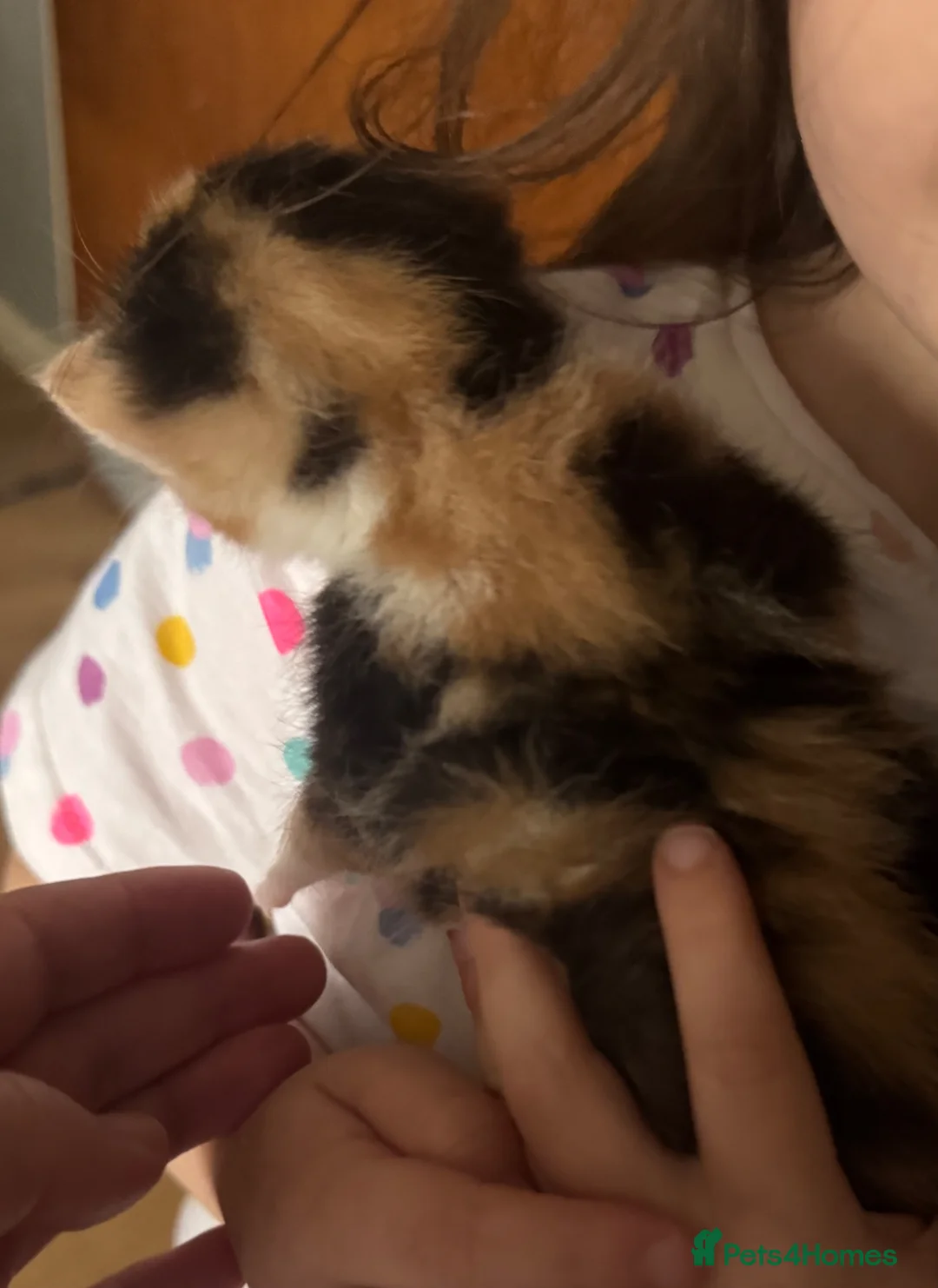 Mixed Breed cats for sale: 1 Calico girl  in Bromyard - Advert 4
