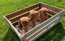 Labrador Retriever dogs for sale: STUNNING LITTER OF DARK FOX RED LABRADOR PUPPIES - Image 7