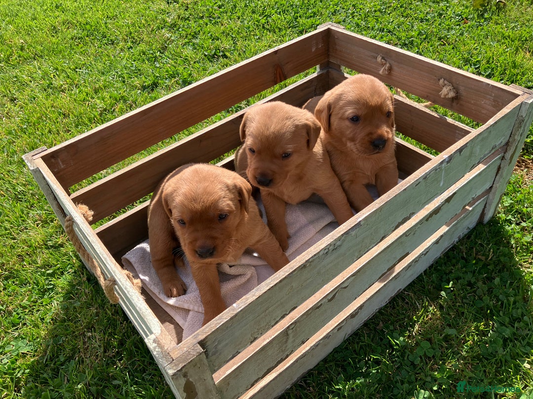 Labrador Retriever dogs for sale: STUNNING LITTER OF DARK FOX RED LABRADOR PUPPIES - Image 7