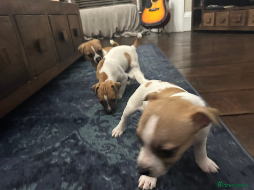 Jack Russell dogs for sale: Jack Russell puppies for sale - Advert 2