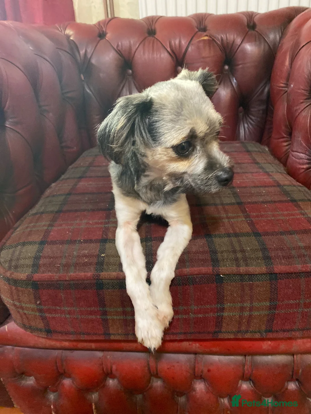 Lowchen dogs for sale: Lowchen little lion dog in Ludlow - Advert 4