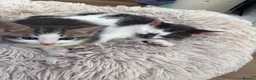 Mixed Breed cats for sale: Kittens for sale  in Luton - Advert 14