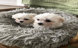 Maltese dogs for sale: Maltese puppies  - Image 5