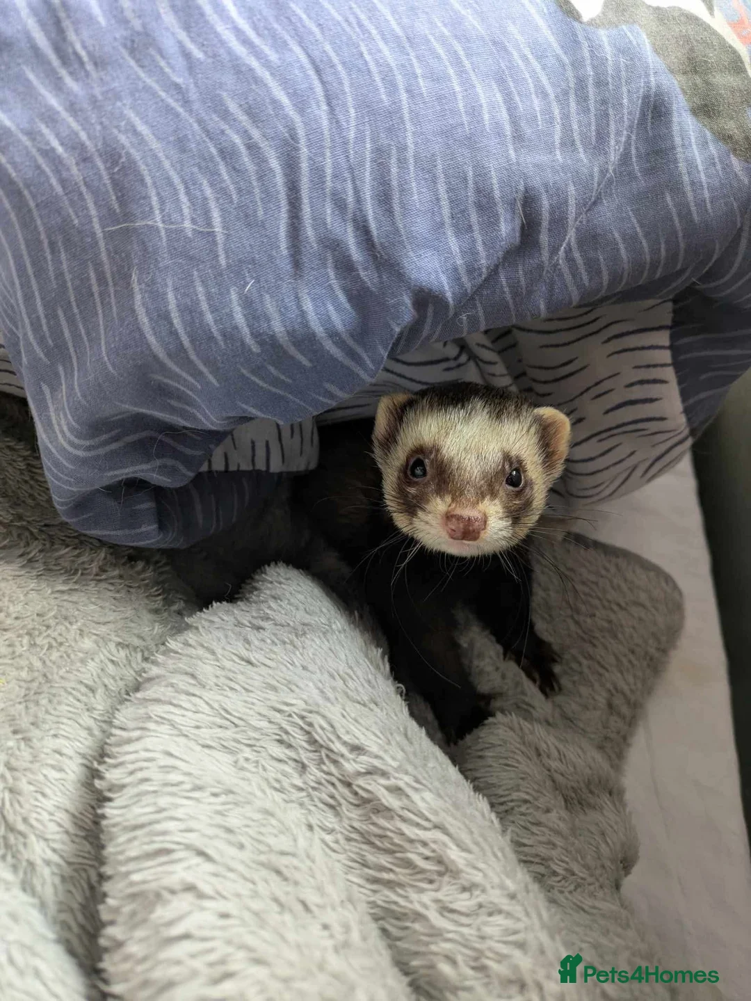 Ferret rodents for sale: Male ferret (castrated) in Preston - Advert 2