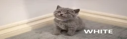 British Shorthair cats for sale: Beautiful British Shorthair Kittens - Advert 11