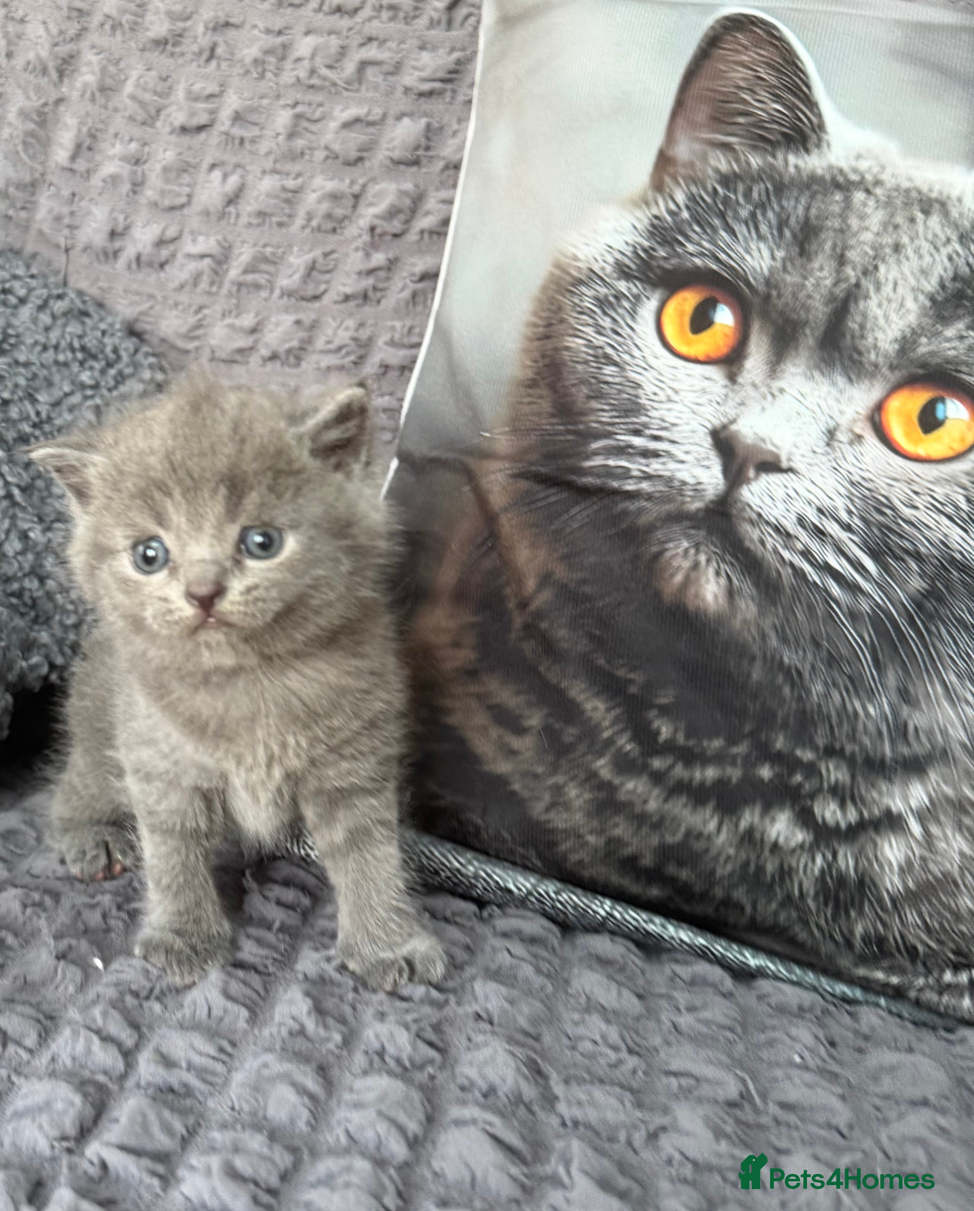 Scottish Fold cats Discount available ❤️Lovely scotish kittens💕💕💕 - Advert 2