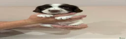 English Springer Spaniel dogs for sale:  KC registered English springer spaniel puppies - Advert 21
