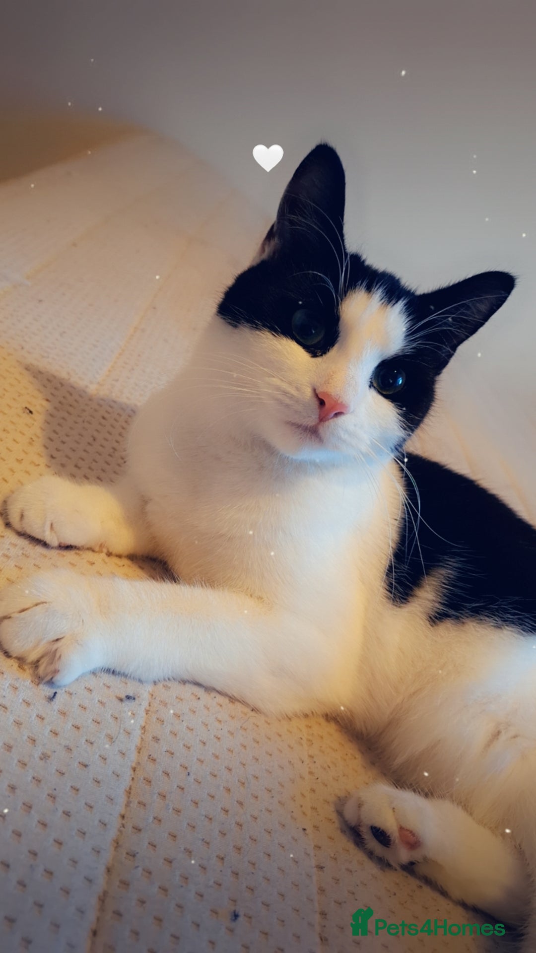 Mixed Breed cats for sale: 1 tabby 1 black&white kitty - Image 1