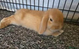 Mini Lop rabbits for sale: Pure bred mini lops ready to go - Image 10