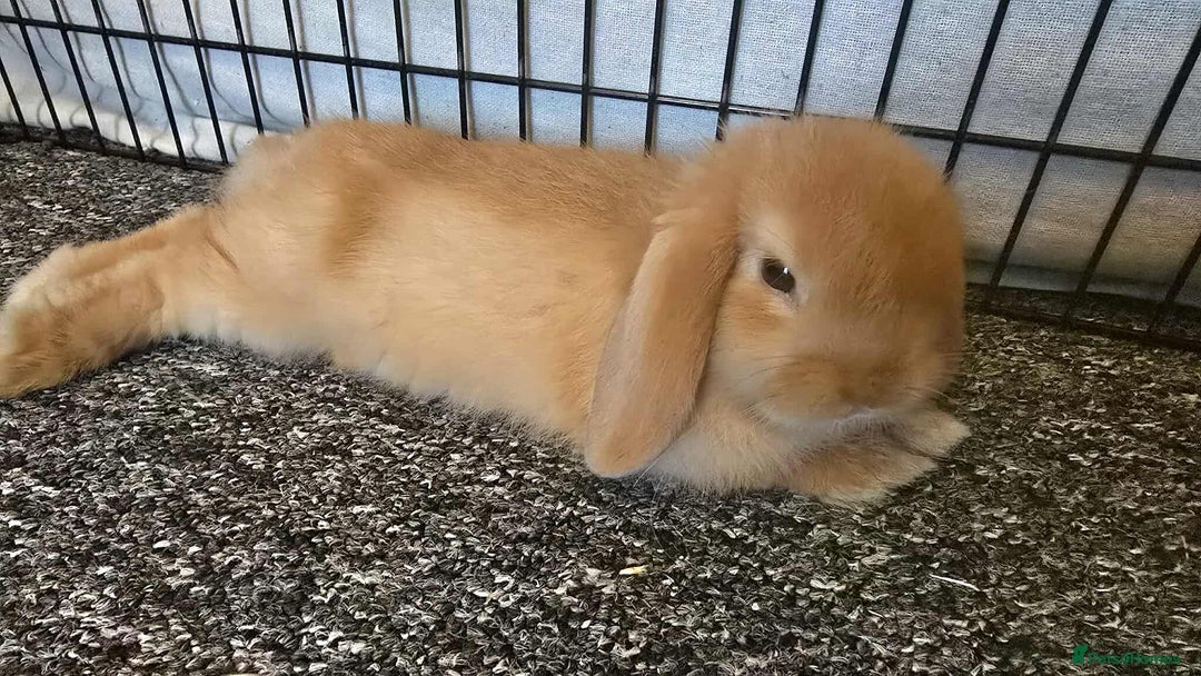 Mini Lop rabbits for sale: Pure bred mini lops ready to go - Image 10